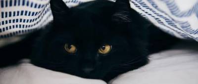 В інтернеті набирає популярності головоломка з пошуком чорного кота