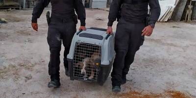 Полиция ликвидировала пиратский питомник бойцовых собак, где проводились собачьи бои