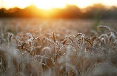Экспортные цены на пшеницу РФ выросли вслед за глобальными