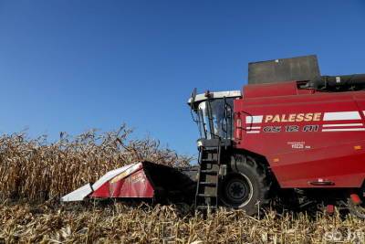 Более 95% площадей кукурузы убрано в Беларуси