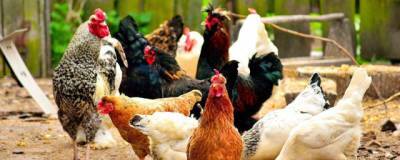 В Кировской области из-за птичьего гриппа уничтожили больше 27 тысяч кур