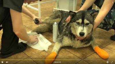 В Янино кинологи спасли провалившуюся в люк с ледяной водой собаку — видео