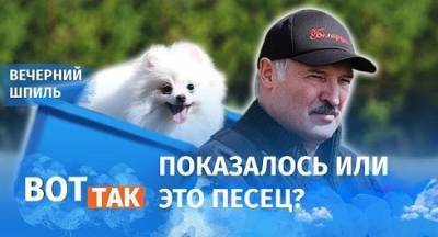 Курьез: Шпиц Умка сменил сына Колю в поездках с Лукашенко. ФОТО