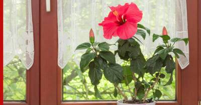 Цветущий сад на подоконнике: комнатные растения, которые могут распускаться круглый год