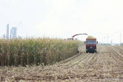 Валовый сбор зерна кукурузы на Гродненщине почти в 2,3 раза превысил прошлогодний уровень
