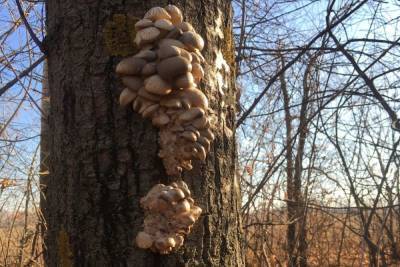 Сколько стоит мухомор: какие грибы в Воронежской области можно сейчас собрать или купить