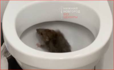 Туалеты в нижегородском Кремле будут проверять чаще после появления крысы