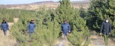 В Ростовской области с 1 ноября усилена охрана хвойных насаждений в лесах