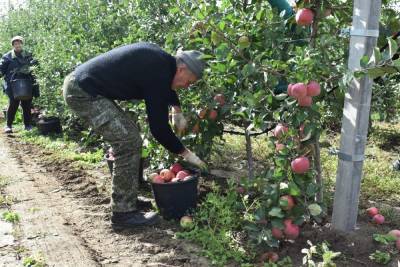 На Ставрополье собрали более половины урожая осенних яблок