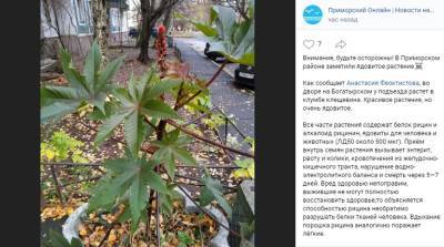Жуткое растение-убийцу нашли во дворе в Приморском районе