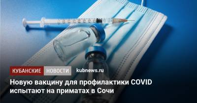 Новую вакцину для профилактики COVID испытают на приматах в Сочи