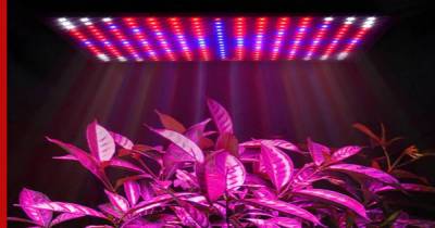 Больше света: как выбрать фитолампу для комнатных цветов и рассады