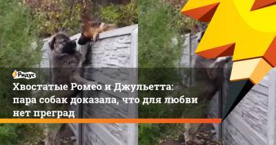Ромео - Хвостатые Ромео и Джульетта: пара собак доказала, что для любви нет преград - ridus.ru