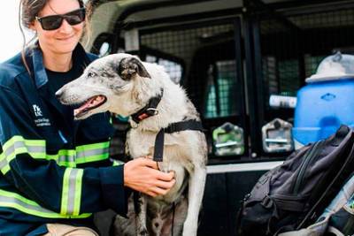 Брошенный хозяевами пес спас больше 100 коал и получил официальную награду