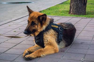 Служебный пес раскрыл преступление в Иркутской области