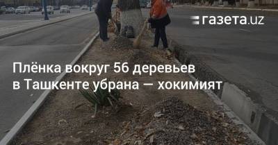 Плёнка вокруг 56 деревьев в Ташкенте убрана — хокимият Чиланзара