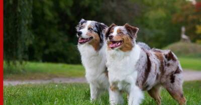 Австралийская овчарка (аусси): красивая, ответственная и умная собака