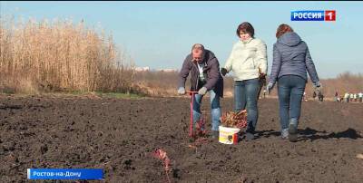 Ростовские волонтёры посадили более трёх тысяч дубов и ясеней