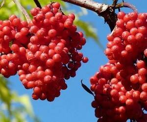 Рябина красная: полезные свойства легендарной ягоды