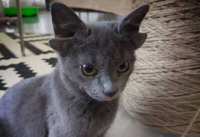 Кот-мутант с четырьмя ушами покорил пользователей Сети и нашел хозяев