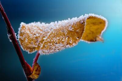 В Курской области 10 ноября ожидается до 7 градусов мороза