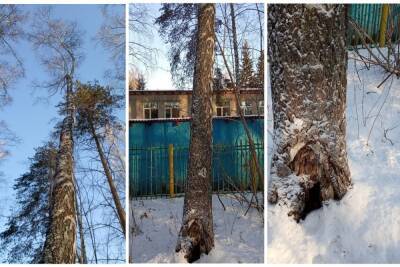 Новосибирская экоактивистка обвинила собак в уничтожении лесов