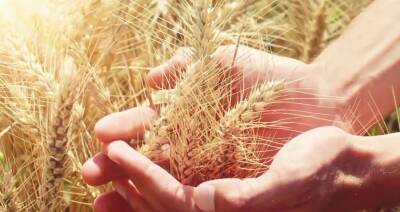 Урожай зерна в Беларуси в этом году составит более 9 млн т