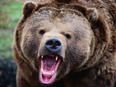 В комитете по природопользованию дали ответ по «медвежьему вопросу» в Конново