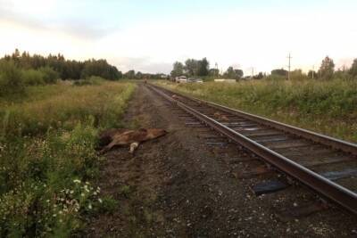 В Ярославской области поезд оборвал рогатую жизнь