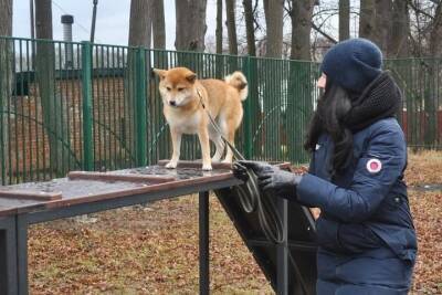Место для тренировки собак оборудуют в Серпухове