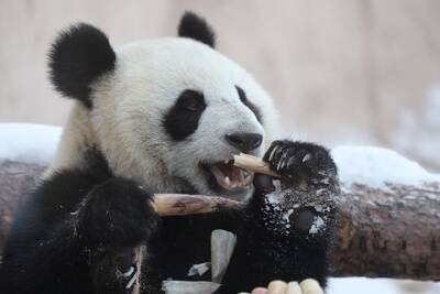 Сотрудница столичного зоопарка рассказала, во сколько обходится питание панд