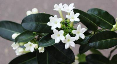 Стефанотис, или мадагаскарский жасмин - комнатная лиана с чудесными ароматными цветками