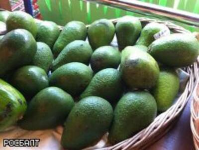 «Газета.ру»: Невролог Мацокин предупредил об опасности авокадо