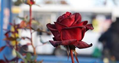 С начала октября посадили в Луганске 4,2 тыс. кустов роз