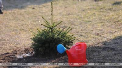 Более 7 тыс. деревьев и 5,2 тыс. кустарников уже высадили во время озеленения дворов Минска