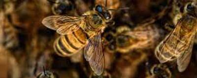 Минприроды Оренбуржья возместит ущерб в 1,5 миллиона пасечнику за гибель пчел