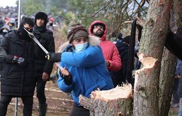 В Беларуси создали петицию против незаконной вырубки леса мигрантами