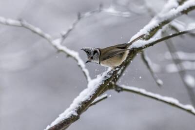 Петербуржцам рассказали, чем нужно кормить птиц зимой