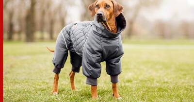 Как защитить собаку от холода во время прогулки: 4 простых совета