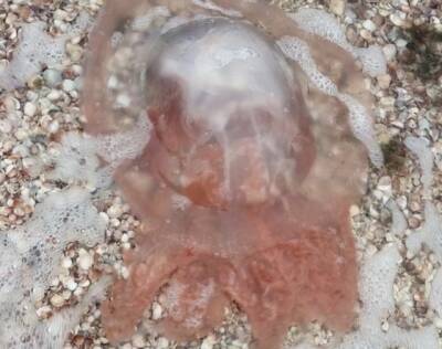 Медузы в Кирилловке приобрели необычный цвет (ФОТО)