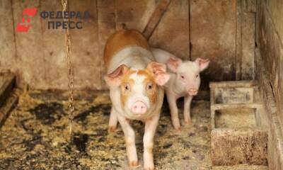 Как в Псковской области борются со вспышкой африканской чумы свиней