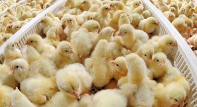 Работу Боровской птицефабрики остановили до весны 2022 года после вспышки птичьего гриппа