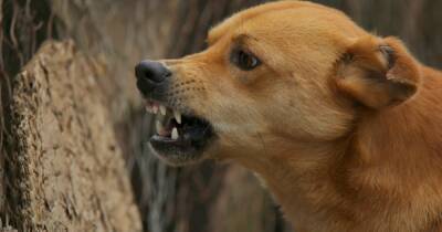 Кабмин утвердил список опасных пород собак (ДОКУМЕНТ)