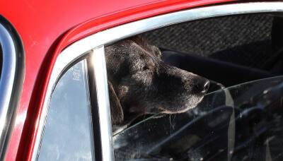 Ремень для собаки, жилет для пассажира: за что штрафуют туристов в Европе