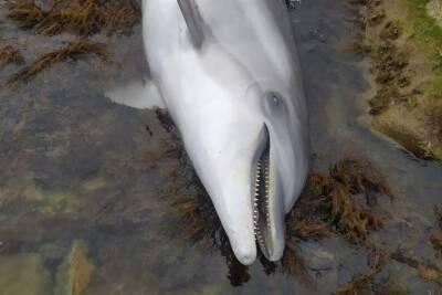 На побережье Краснодарского края обнаружили двух мёртвых дельфинов