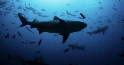 Трутся боками как котики. Ученые выяснили, зачем рыбы преследуют своих заклятых врагов – акул