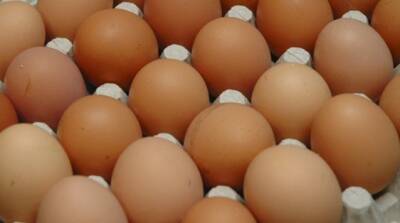 Липецкие птицеводы готовятся получить рекордное количество яиц