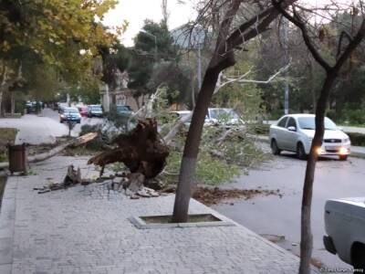 В Баку сильный ветер с корнем вырвал деревья (ФОТО)