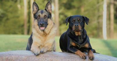 Кабмин составил список опасных пород собак: что нужно знать владельцам