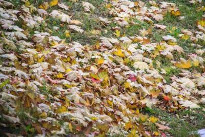 Как дачнику использовать разумно опавшие листья: 3 практичных способа